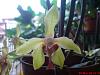 Orchids with a strong scent-dsc00720-jpg