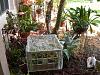 My Makeshift Mini Greenhouse-dscn6358-jpg