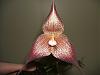 Dracula hirtzii-flower1-jpg