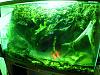 Well, it's finally finished.....-2009_07120004-jpg