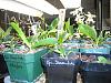 FYI: Carmela On-line Orchid show special open to all-siam-jade-3-jpg
