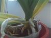 My phal is blooming but the leaves are yellowing - help please!-img00076-jpg