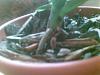 Please help! Repotted Orchid Root Going Black-image003-jpg