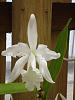 Cattleya intermedia var alba?  Or C. snow queen?-white-1-1-jpg