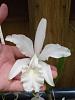 Cattleya intermedia var alba?  Or C. snow queen?-white-1-2-jpg