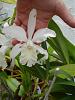 Cattleya intermedia var alba?  Or C. snow queen?-white-2-2-jpg