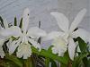 Cattleya intermedia var alba?  Or C. snow queen?-whites-jpg