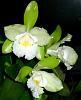 DO you buy Home Depot &quot;baggy orchids&quot;?-epc-siam-jade-2009-jpg