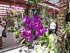 Best place to purchase reasonably priced vanda-100_0093-jpg