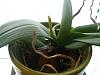 Not sure if I should repot my orchid ? HELP-pinky_firstemergingspikemar2010-jpg