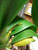 Not sure if I should repot my orchid ? HELP-pinky_firstemergingspikemar2010c-jpg