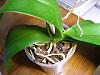 Not sure if I should repot my orchid ? HELP-pinky_rootsfromabovemar2010-jpg