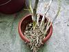 Please help me to save my orchid-12-jpg