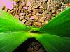 Weird! center leaf on phal fell off, not rotted-dots-012-jpg