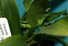 Wrinkled Leaves Encyclia fragrans-img_6184-copy-copy-jpg