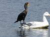 Great Blue Heron and Double Crested Cormorant-img_4221-jpg