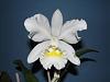 C. New Dawning 'Flowers Galore'-flower052010-jpg