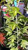 Catasetum Black Jade-catasetum-black-jade-08-09-07-resized-jpg