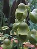 Catasetum planiceps-hennesy-orchids-013-jpg