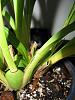 Newbie question - Root Rot Problem: Has anyone in the U.S. bought from orchids.com?-312-jpg