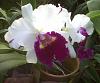 cattleya hybrid with no id-cattleya-hybrid-canaima-orchids-jpg