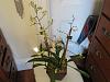 Orchids in &quot;water-minder&quot; pot + my 3 new orchids-img_7330-jpg