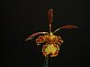 hand pollination-psychopsis-papilio-jpg