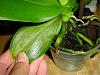 Phal leaves turning yellow, wrinkled and they have white spots.-kuva2-jpg