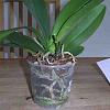 phalaenopsis repot or not-repot-1-jpg