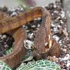 Slug Eating Snakes, a dream come true!-carinatus-eating-snail-jpg