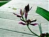 Prosthechea (cochleata x garciana) In Bloom!-p1000478-jpg