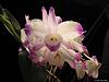 Dendrobium linawianum-000410-20010-jpg
