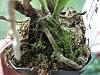 Worried - Should I repot this Cattleya medium seedling? Roots appear poor...-img_2203-jpg