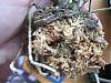 Worried - Should I repot this Cattleya medium seedling? Roots appear poor...-img_2207-jpg