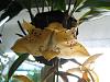 What kind of Stanhopea do I have?-img_3140-jpg