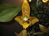 What kind of Stanhopea do I have?-img_3142-jpg