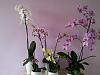 New Mont Fallu Phragmipedium!!-recent-collection-jpg