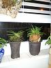 expanded collection of neofinetia-2011-08-14-01-16-04-jpg