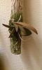 Mounted Trichocentrum tigrinum leaf peculiarity-imag0098-jpg