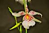 I got my first orchid !-tahomamacroonebloom-jpg