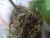 bagging for root growth-img00047-20111214-1145-jpg