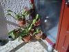 bagging for root growth-img00048-20111214-1147-jpg
