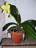Getting a phal to grow deeper roots-wholeplant-jpg