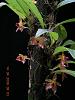 Cool growing Bulbophyllum species?-pustulatum-borneo-photo-rainforest-jpg