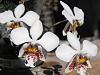 Phalaenopsis stuartiana in bloom-phalaenopsis-stuartiana-jpg