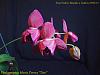 Phalaenopsis NOID-6853555387_aca1528f7f_z-jpg