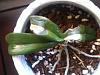 Newbie with a Yellow Spots on Phal Leaves-phal-leaves-jpg