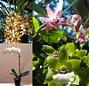 Introducing me and my orchids-selection2-jpg