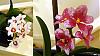 Introducing me and my orchids-sarcs2-jpg