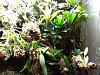 My jungle-blooms-039-800x600-jpg